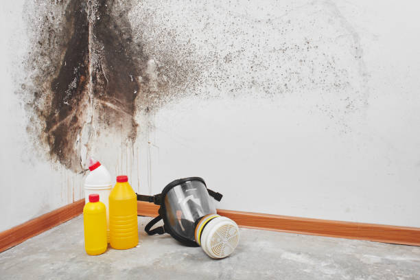 Best Mold Remediation for Schools in Steilacoom, WA