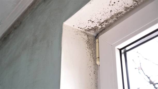 Trusted Steilacoom, WA Mold Remediation Experts