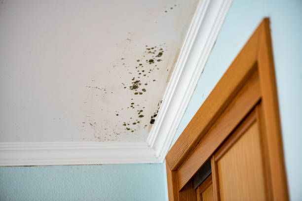 Best Attic Mold Remediation in Steilacoom, WA