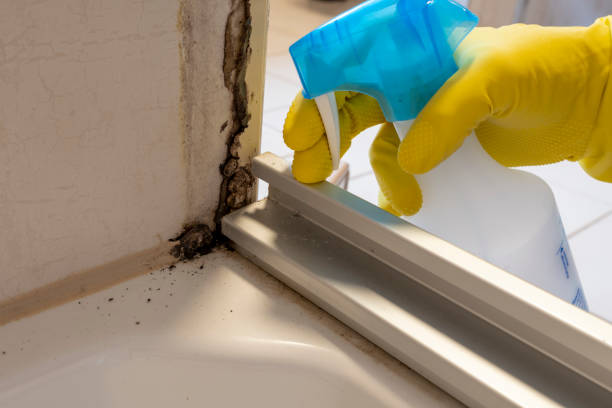 Best Basement Mold Remediation in Steilacoom, WA