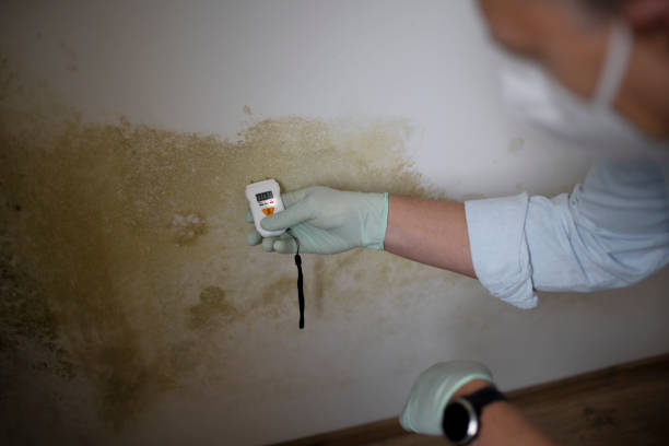 Best Insurance-Related Mold Remediation in Steilacoom, WA