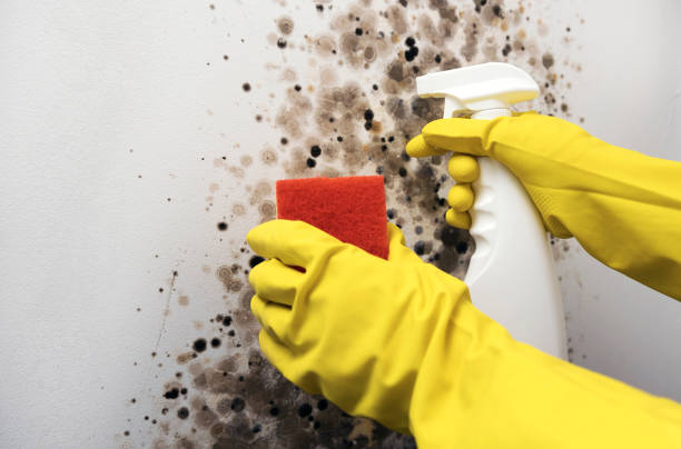 Best Localized Mold Remediation (e.g., coastal areas, humid climates) in Steilacoom, WA