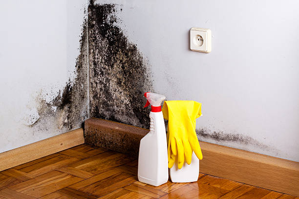 Best Commercial Mold Remediation in Steilacoom, WA